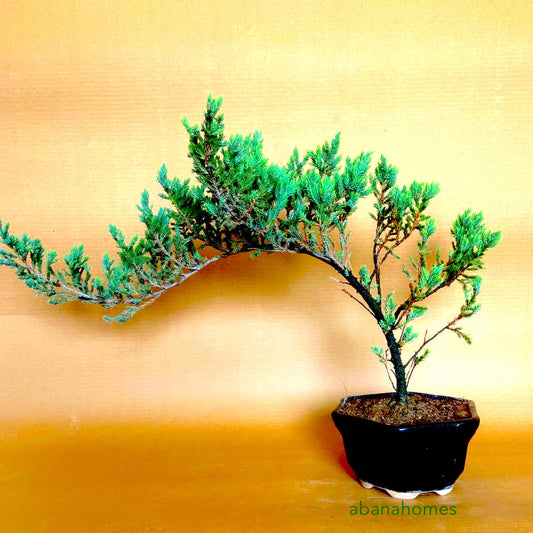 Juniper Bonsai Tree - 4 Years - Cascading Style