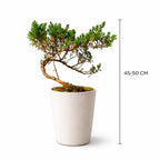 Juniper Bonsai Tree Cascading Style – 50 cm Tall | Outdoor Trained Bonsai in 8-Inch Pot