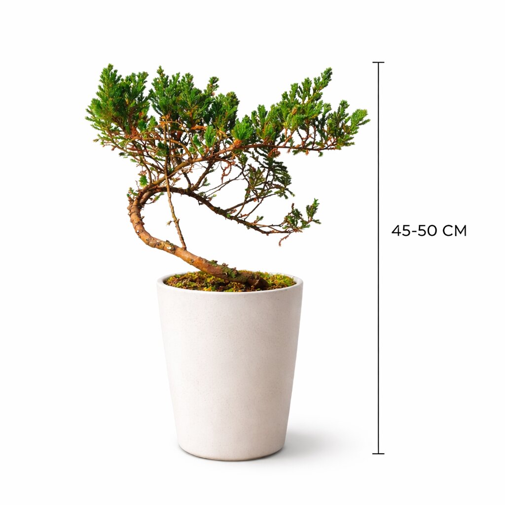 Juniper Bonsai Tree Cascading Style – 50 cm Tall | Outdoor Trained Bonsai in 8-Inch Pot