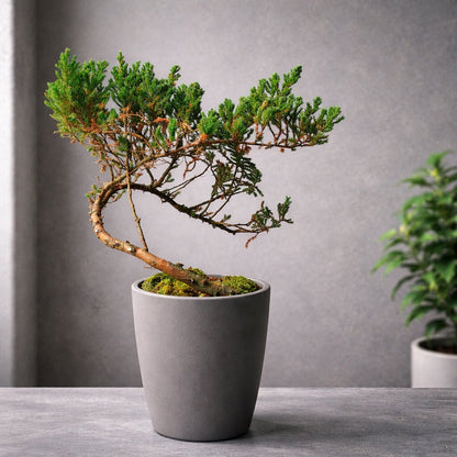 Juniper Bonsai Tree Cascading Style – 50 cm Tall | Outdoor Trained Bonsai in 8-Inch Pot