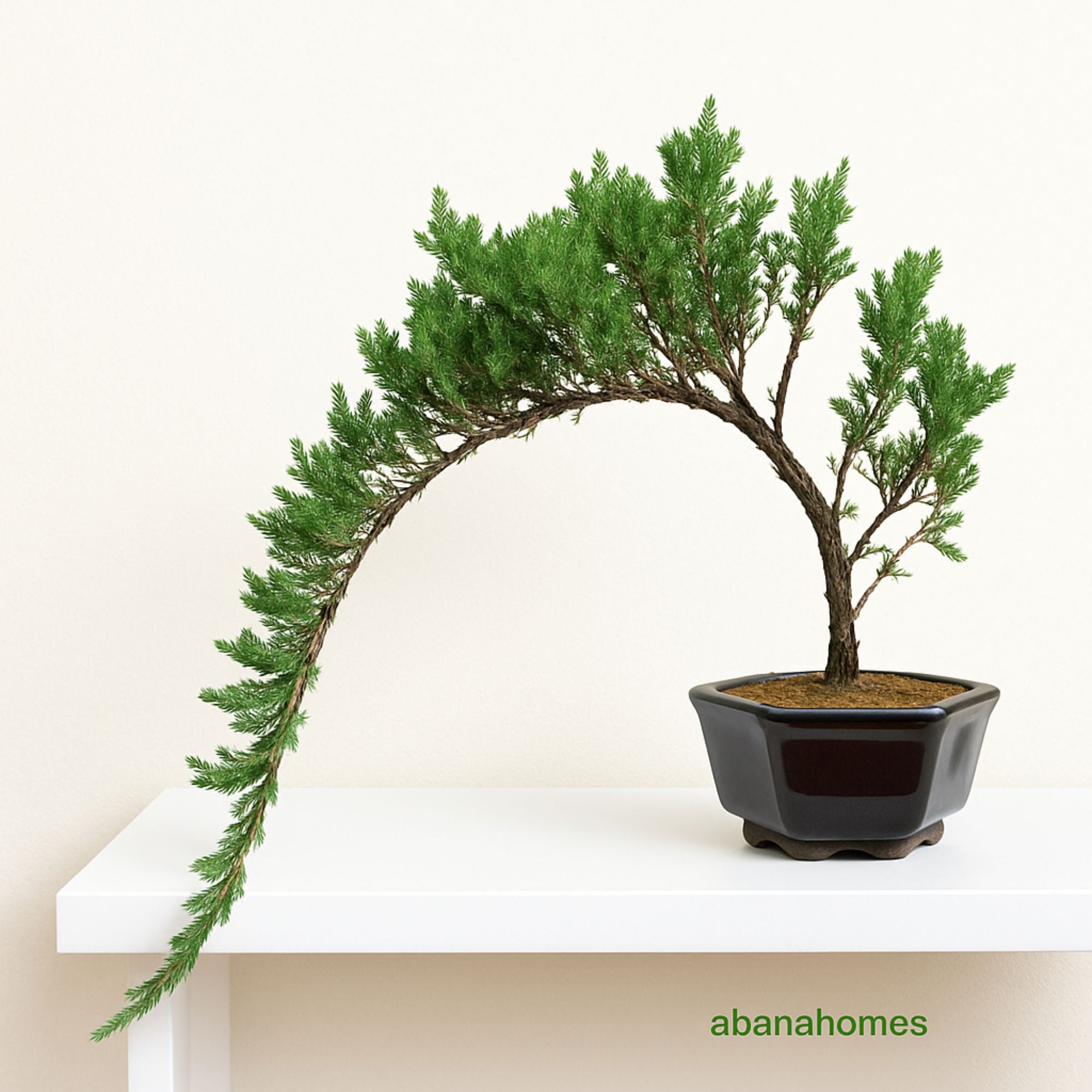 Juniper Bonsai Tree - 4 Years - Cascading Style