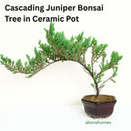 Juniper Bonsai Tree - 4 Years - Cascading Style
