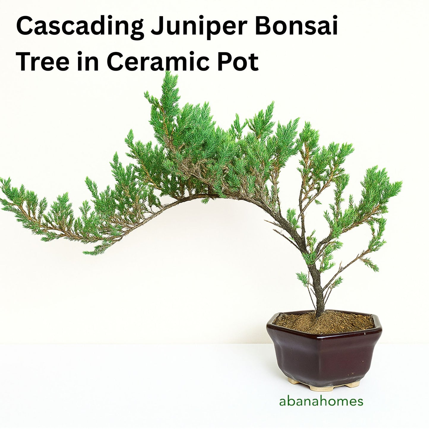 Juniper Bonsai Tree - 4 Years - Cascading Style