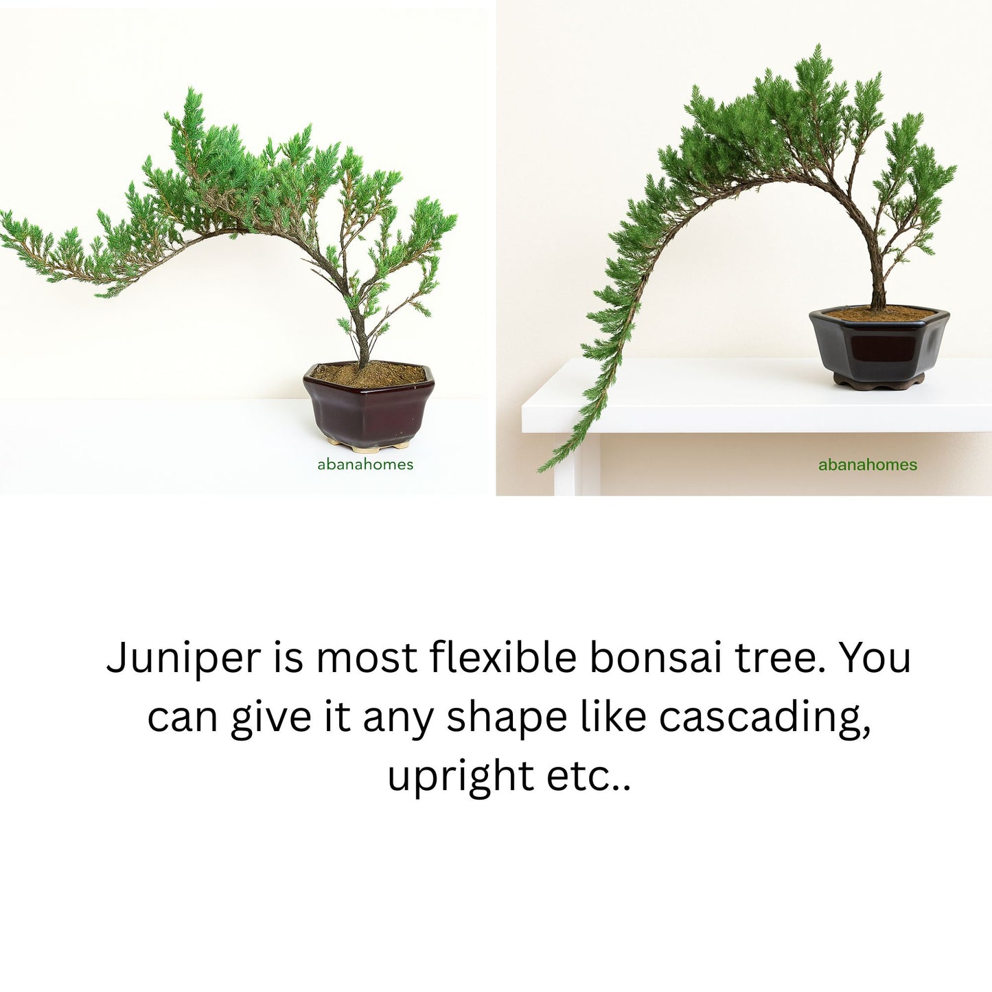 Juniper Bonsai Tree - 4 Years - Cascading Style