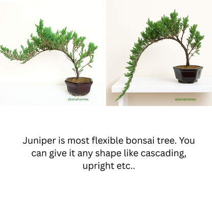 Juniper Bonsai Tree - 4 Years - Cascading Style