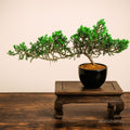 Juniper Bonsai Tree - 4 Years - Cascading Style