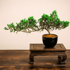 Juniper Bonsai Tree - 4 Years - Cascading Style