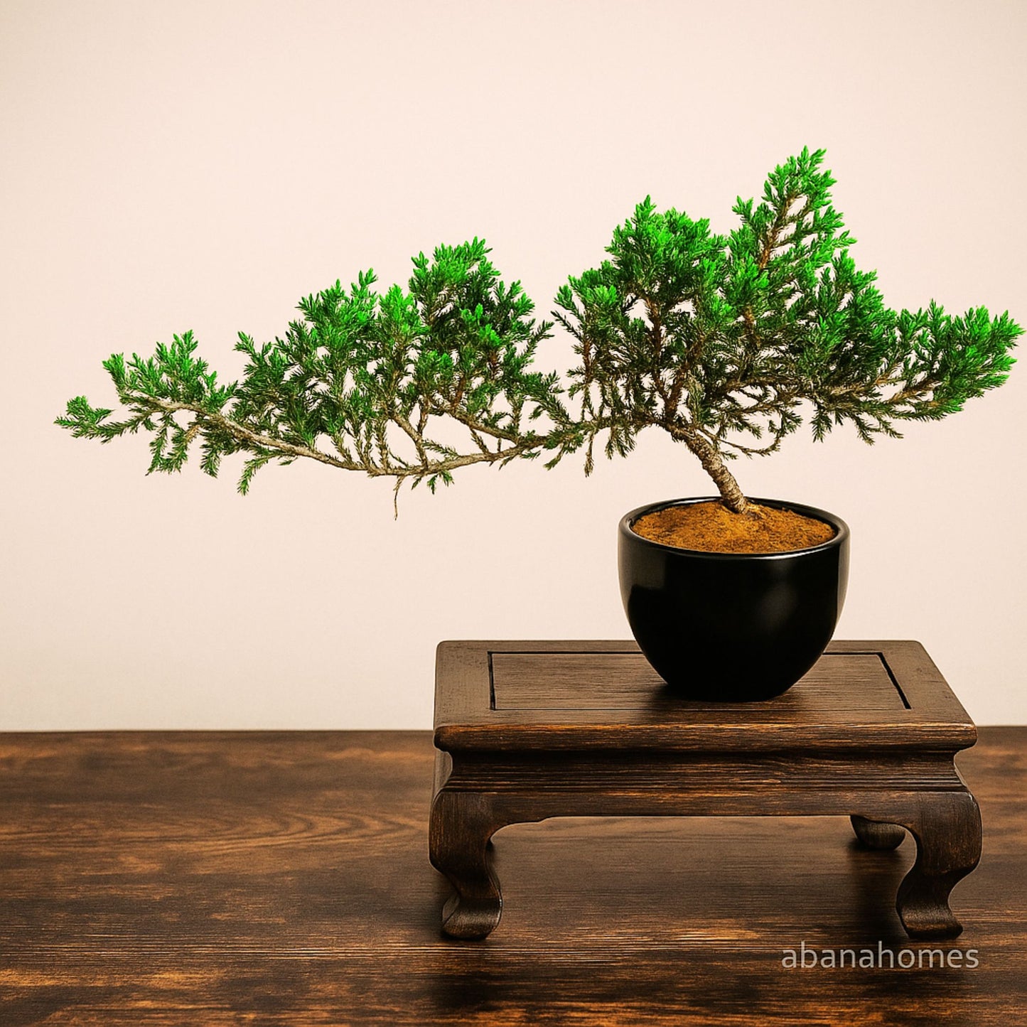 Juniper Bonsai Tree - 4 Years - Cascading Style