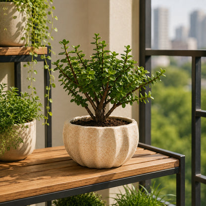 Kamrak Ceramic Bonsai Pot 13 cm 5 inches
