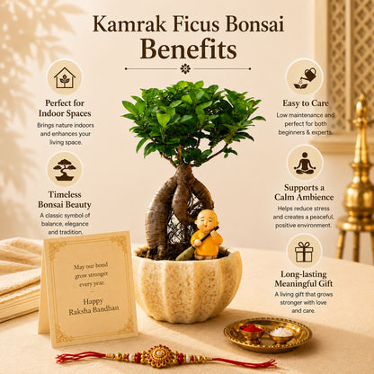 Kamrak Ficus Bonsai Rakhi Hamper