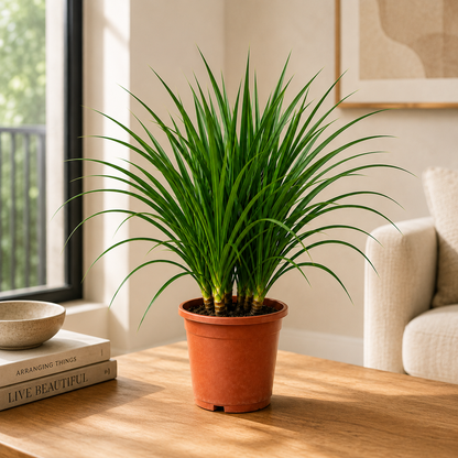Dracaena Draco Plant – Bold Tropical Indoor Plant for Homes & Offices (3 in 1)