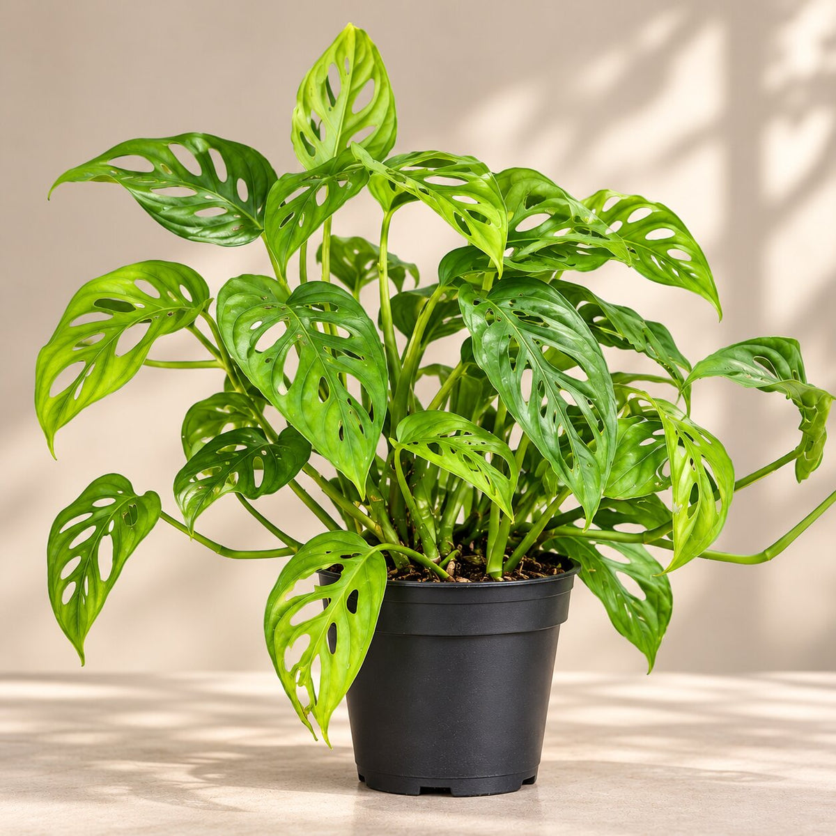 Monstera adansonii plant with holey leaves in a black nursery pot