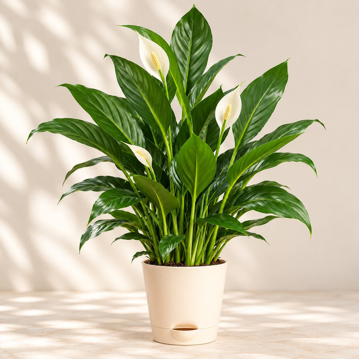 Lush Peace Lily (Spathiphyllum) with glossy dark green leaves and white blooms in a self-watering pot