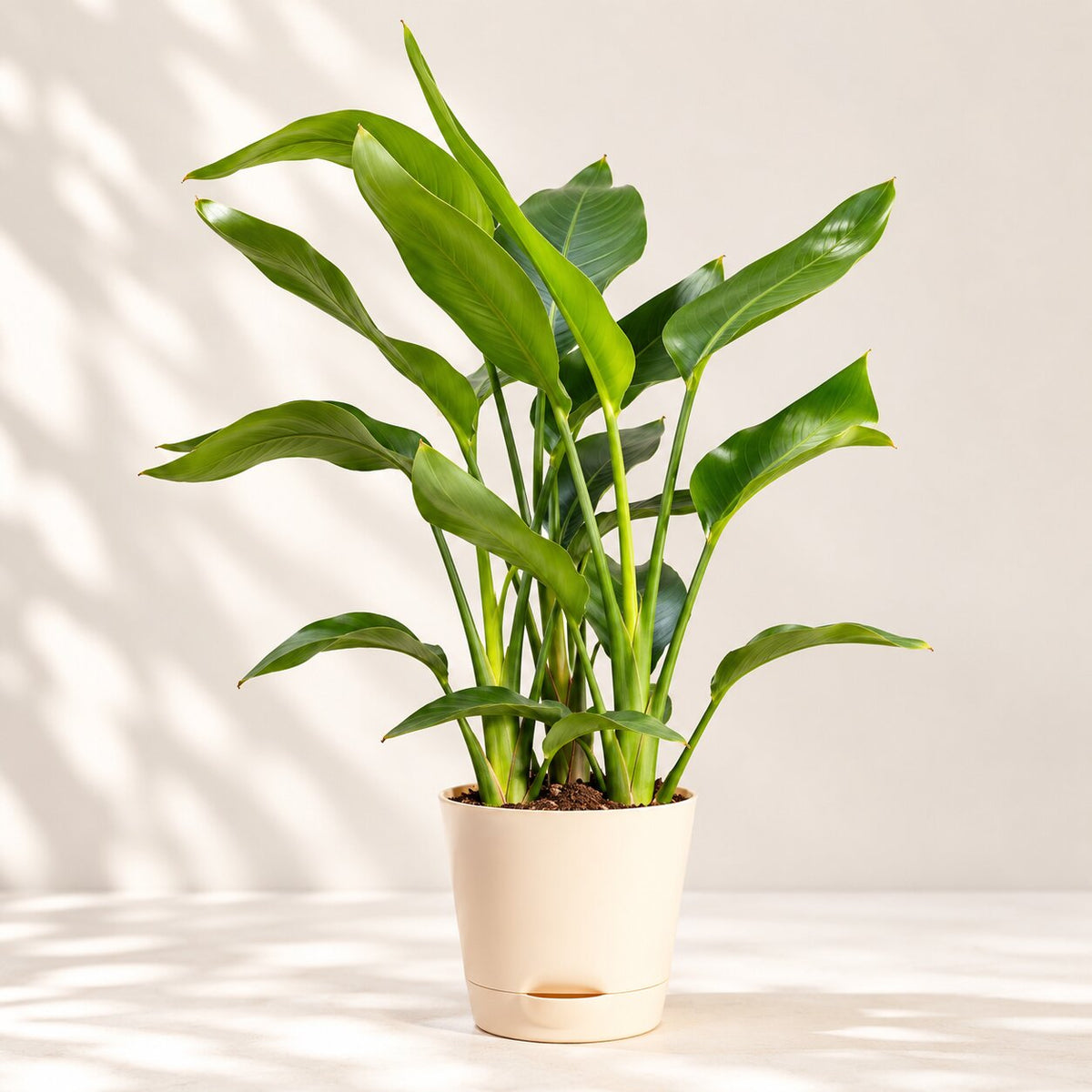 Bird of Paradise (Strelitzia) indoor plant in a cream self-watering pot