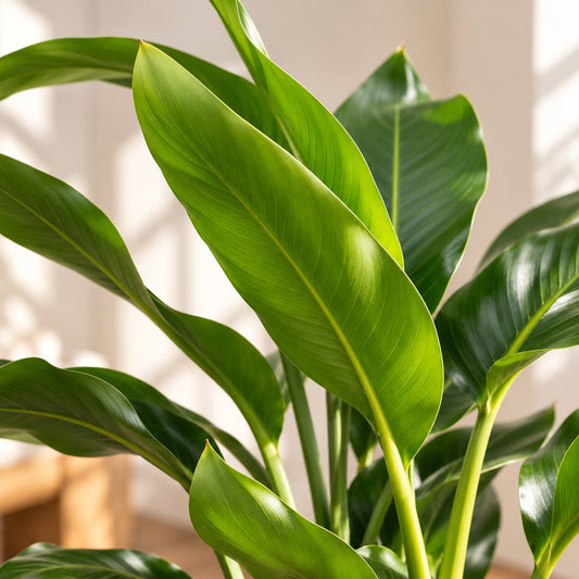 Close-up of the broad, glossy paddle-shaped leaves of a Bird of Paradise plant in sunlight