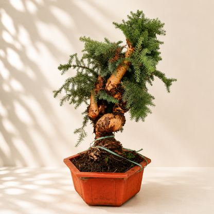 Araucaria (Hoop Pine) Bonsai – 110 cm Tall Conifer