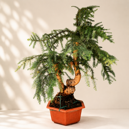Araucaria (Hoop Pine) Bonsai – 110 cm Tall Conifer