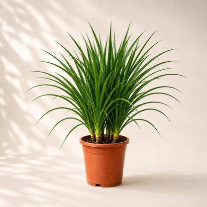 Dracaena Draco Plant – Bold Tropical Indoor Plant for Homes & Offices (3 in 1)