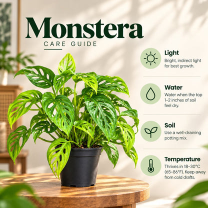 Monstera care guide: bright indirect light, water when top soil is dry, 18–30°C