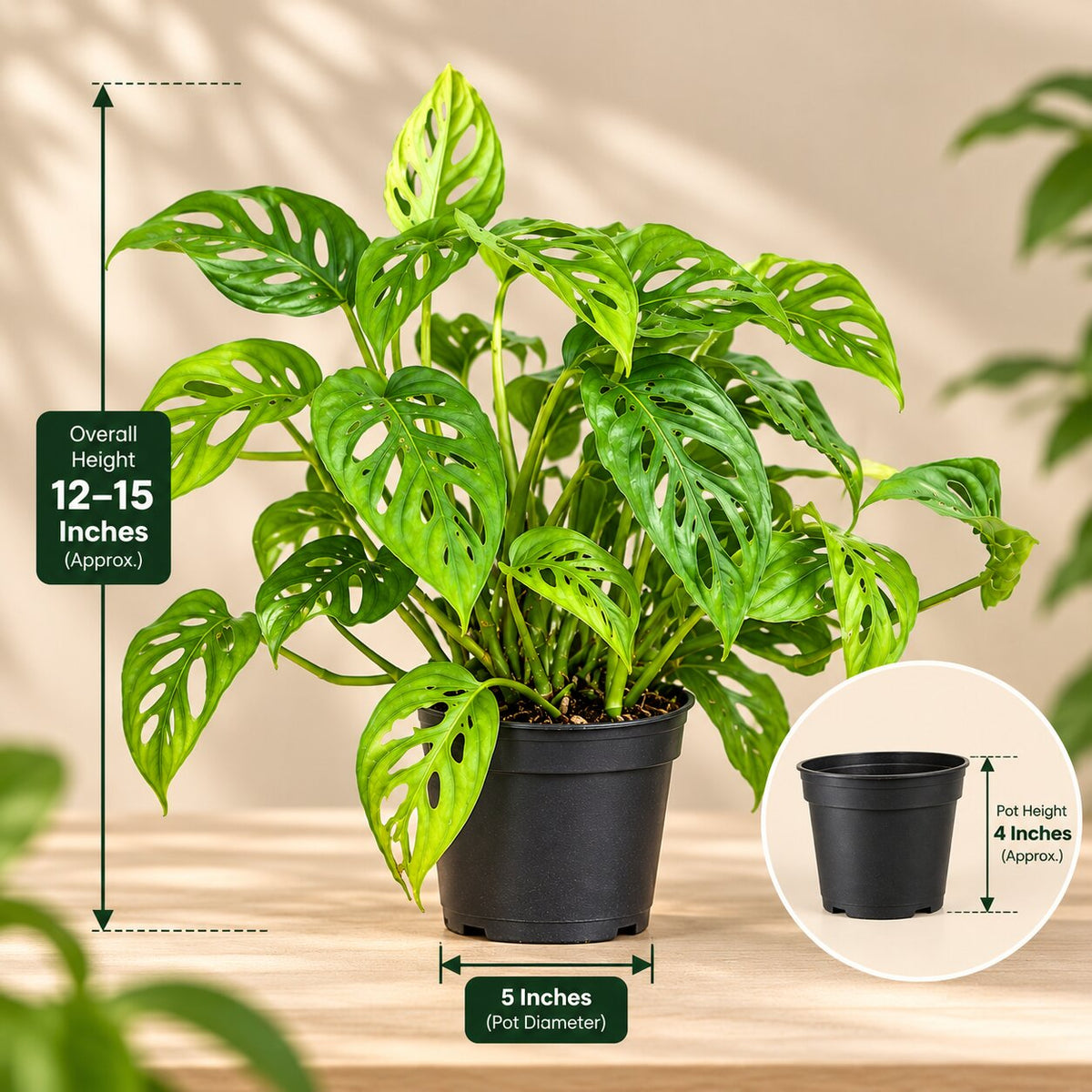 Monstera size: 12–15 inches tall in a 5-inch nursery pot