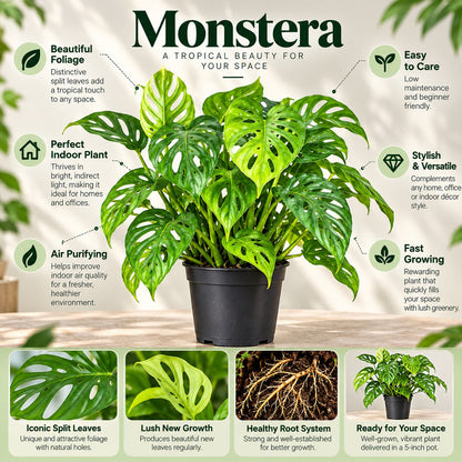Monstera adansonii features: split holey leaves, easy care, air purifying, fast growing