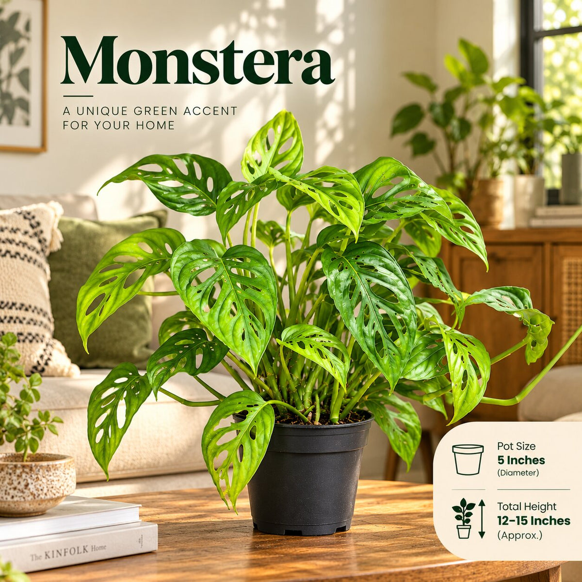 Monstera adansonii Swiss cheese plant in a black nursery pot on a living-room table