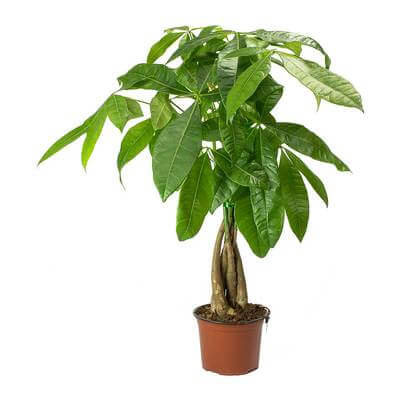 Pachira Braided Money Tree Plant