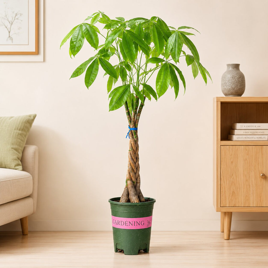 money tree vastu Braided Pachira Money Tree – 40 Inch Tall Indoor Bonsai Plant