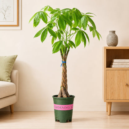 Pachira Braided Money Tree Bonsai – 4 Years, 40 Inch Tall
