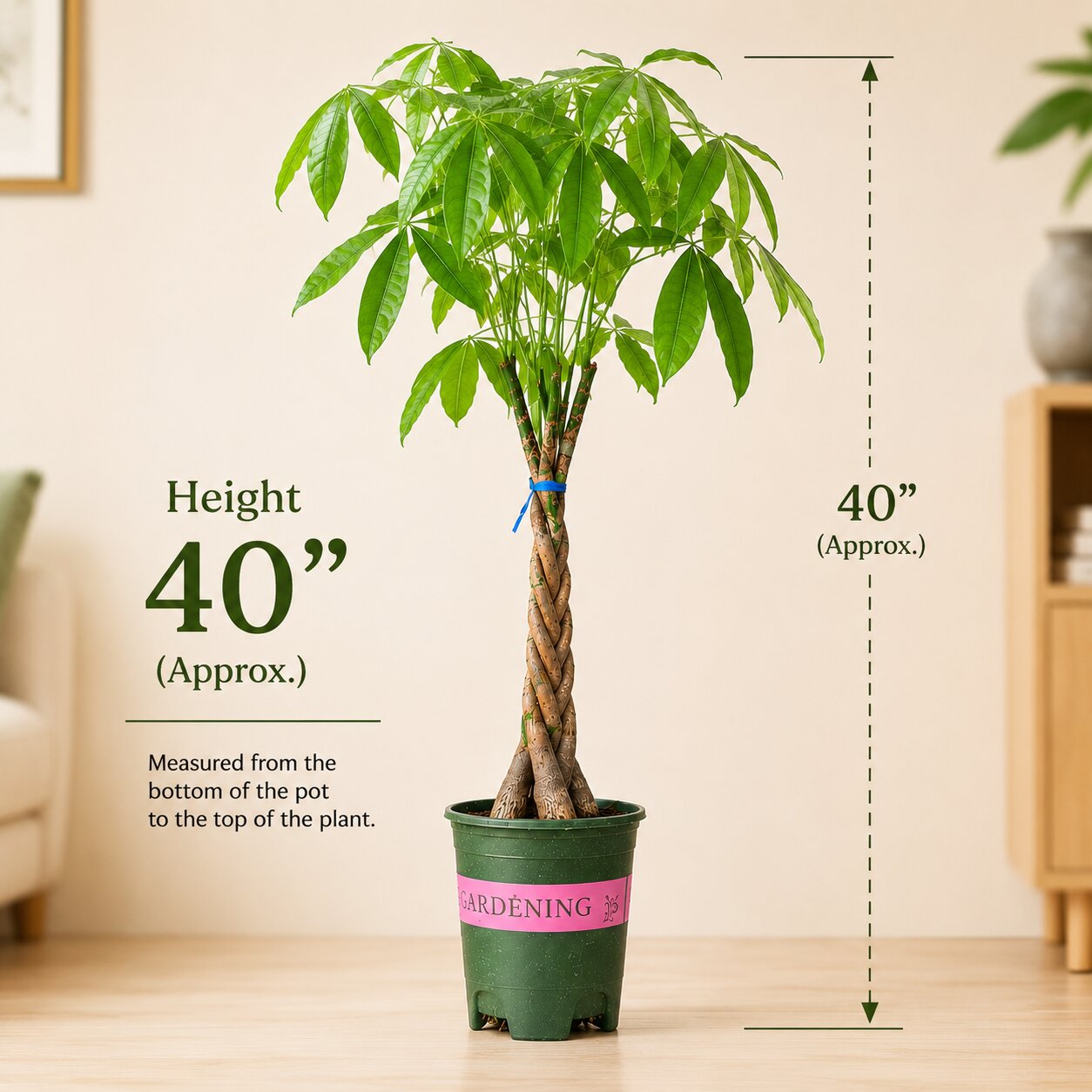 Braided Pachira Money Tree – 40 Inch Tall Indoor Bonsai Plant | Vastu Plant for Home & Office