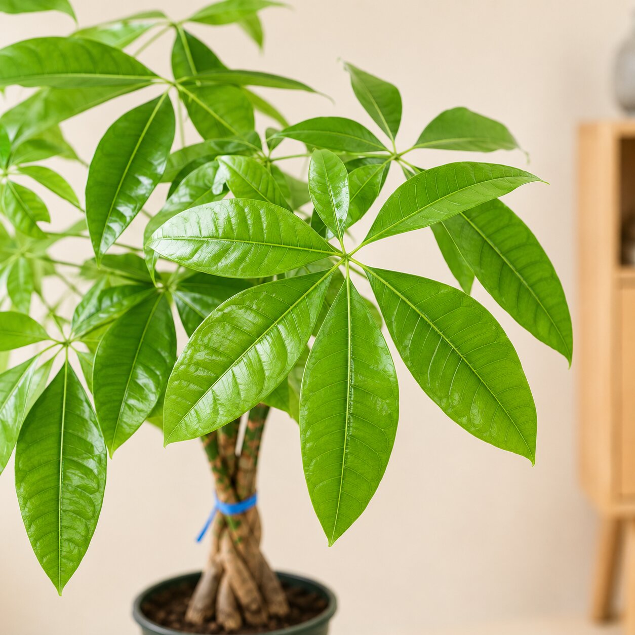 Braided Pachira Money Tree – 40 Inch Tall Indoor Bonsai Plant | Vastu Plant for Home & Office