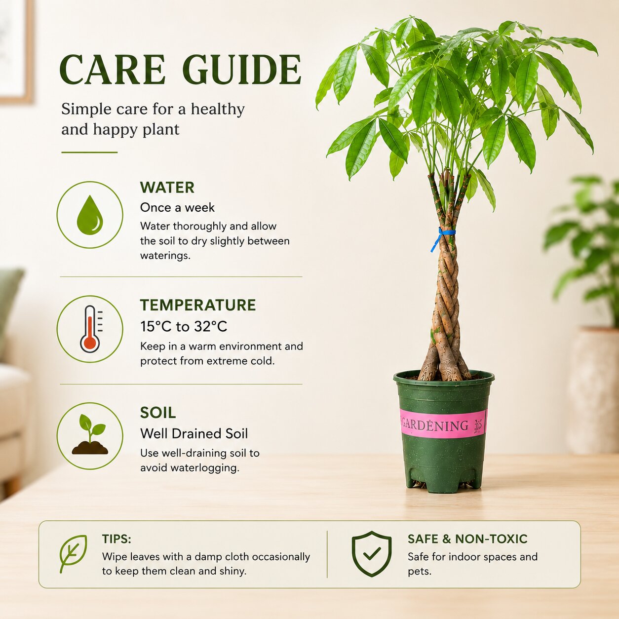Braided Pachira Money Tree – 40 Inch Tall Indoor Bonsai Plant | Vastu Plant for Home & Office