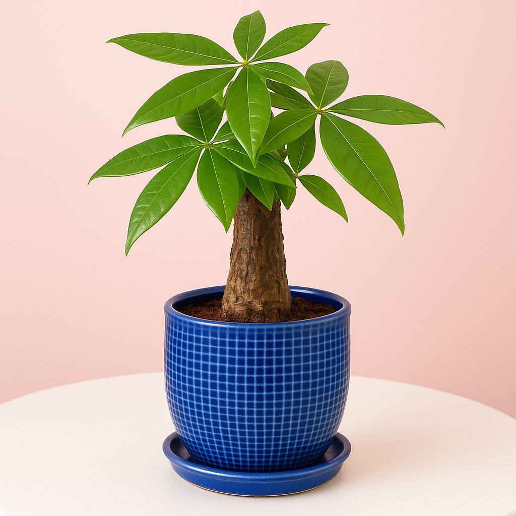 Pachira Bonsai Tree - Money Tree Bonsai