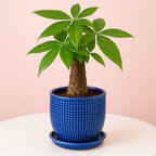 Pachira Bonsai Tree - Money Tree Bonsai