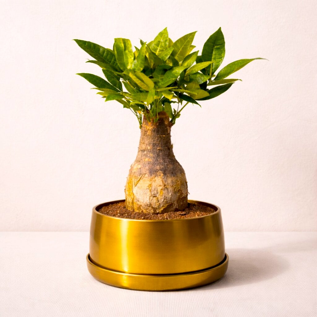 Pachira Money Tree - Kung-fu Panda Styled