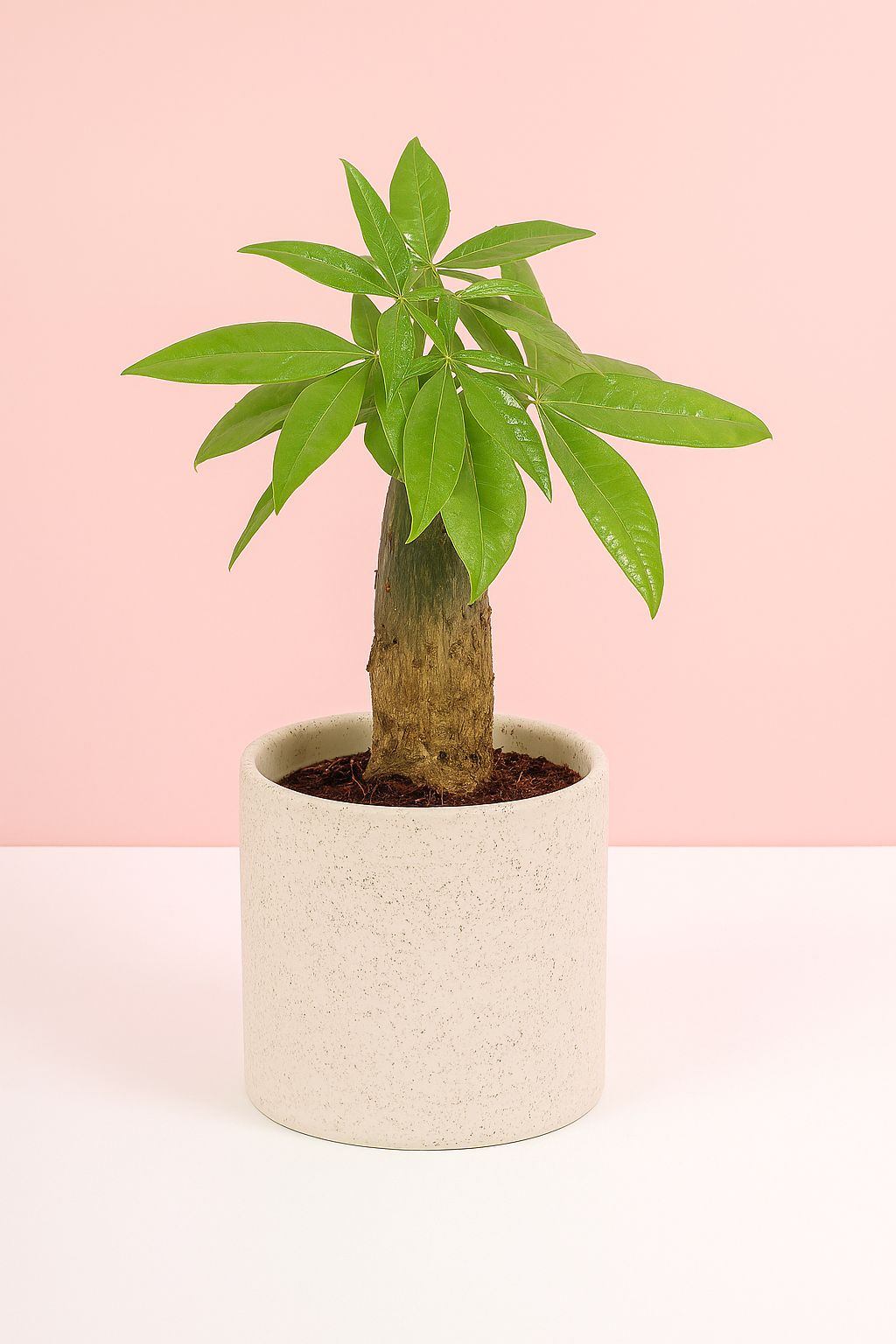 Pachira Bonsai Tree - Money Tree Bonsai