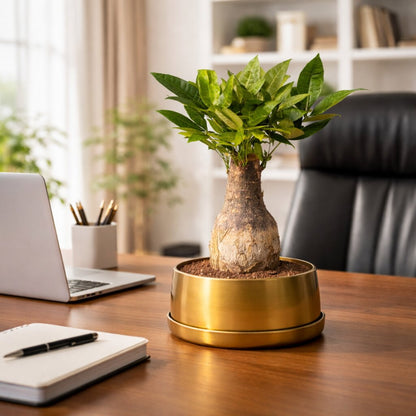 Pachira_Bonsai_Tree_Placed_in_a_Office_Table