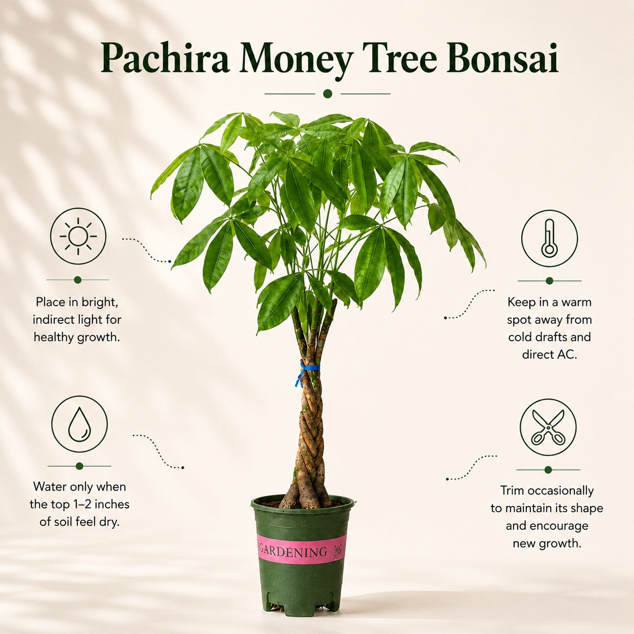 Pachira Money Tree Bonsai – 4 Years, 40 Inch Tall