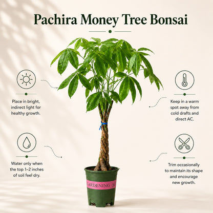 Pachira Braided Money Tree Bonsai – 4 Years, 40 Inch Tall