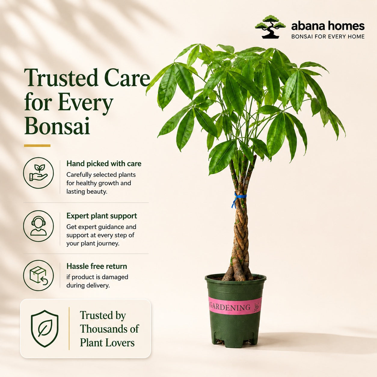 Pachira Money Tree Bonsai – 4 Years, 40 Inch Tall