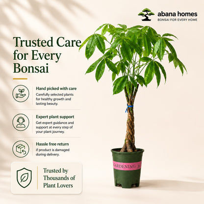 Pachira Braided Money Tree Bonsai – 4 Years, 40 Inch Tall