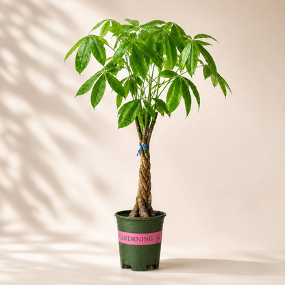 Pachira Braided Money Tree Bonsai – 4 Years, 40 Inch Tall
