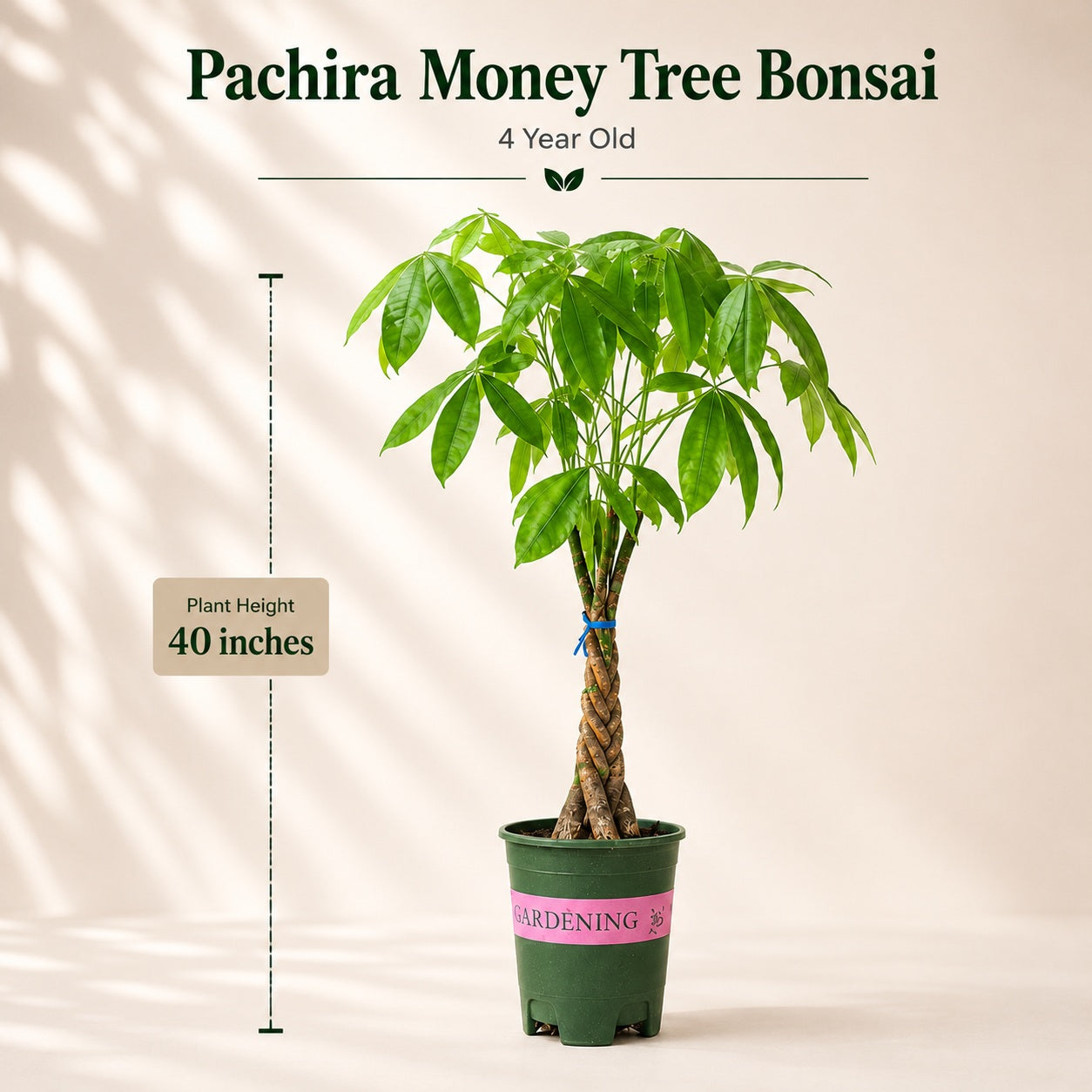 Pachira Braided Money Tree Bonsai – 4 Years, 40 Inch Tall