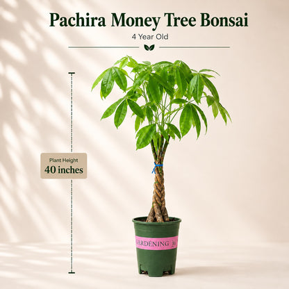 Pachira Braided Money Tree Bonsai – 4 Years, 40 Inch Tall