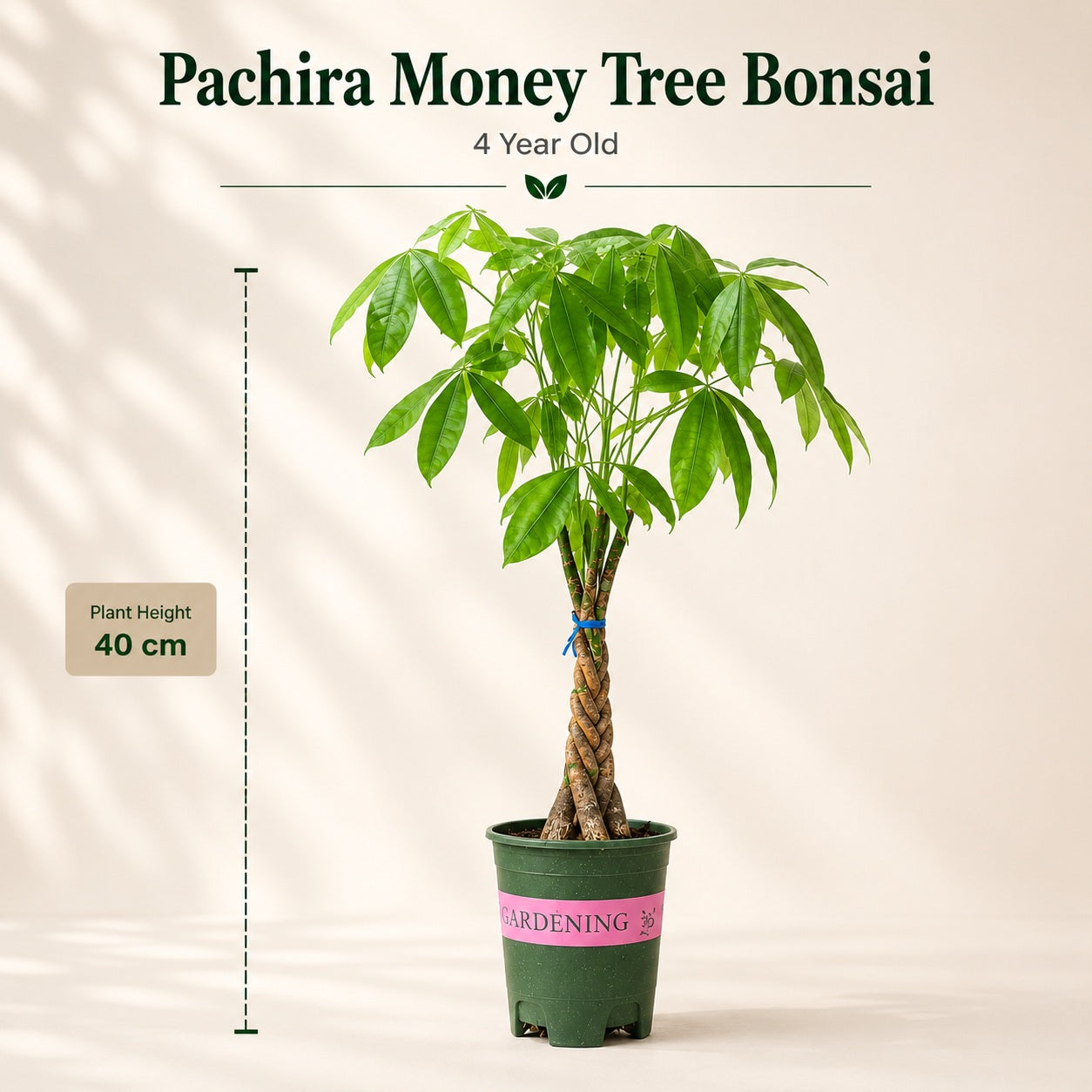 Pachira Money Tree Bonsai – 4 Years, 40 Inch Tall