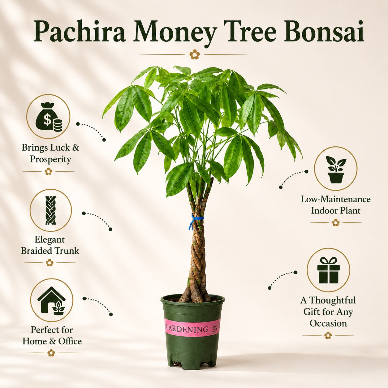 Pachira Money Tree Bonsai – 4 Years, 40 Inch Tall