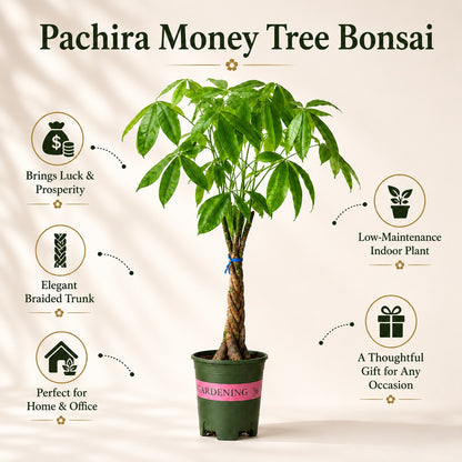Pachira Braided Money Tree Bonsai – 4 Years, 40 Inch Tall