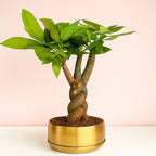 Pachira Braided Bonsai In Golden Metalic Pot with Tray for Desk