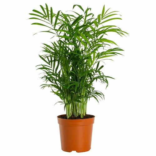 Chamaedorea Mini Palm