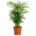 Chamaedorea Mini Palm